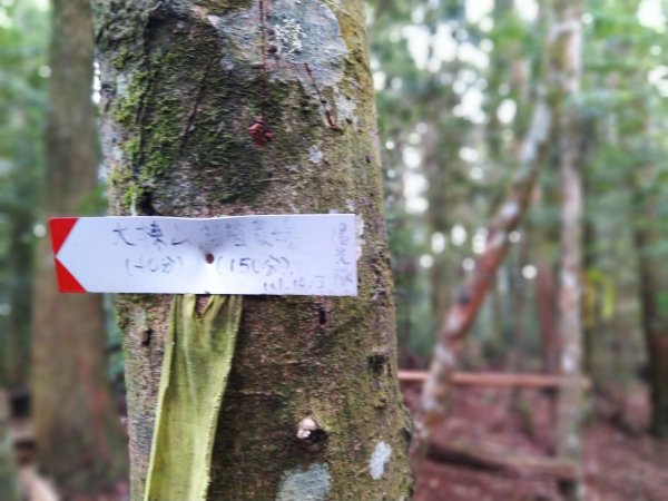 【台中。和平】綠蔭山林滿滿芬多精。大雪山林道 ~1860峰(長壽山)1425464