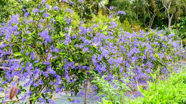 《臨江仙。黃花風鈴木》2735417