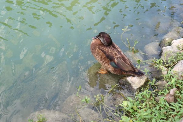 〔宜蘭員山〕望龍埤環湖步道〔冬山〕仁山植物園2288967