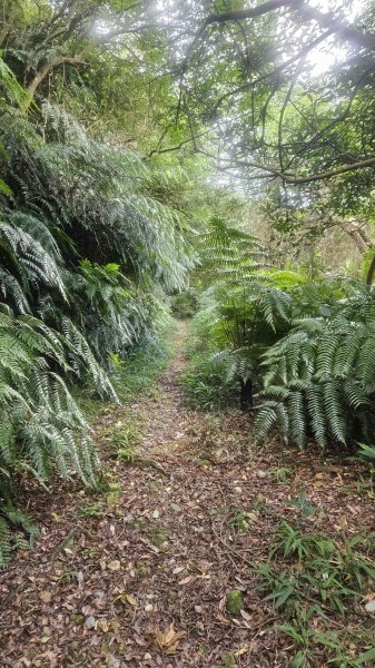 20251007冷水山西峰-三重橋山-挑硫古道-大油坑山前峰-大油坑山2907652