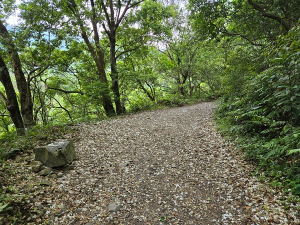 聖母登山步道（抹茶山）、三角崙山（小百岳）2774095