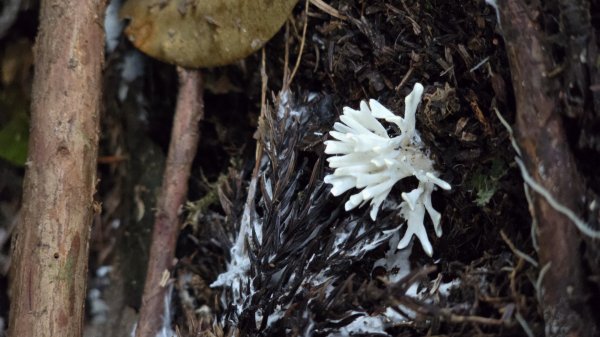 民都有山，夏日首選，好涼爽的中級山，新竹熱門登山景點，時而陽光穿林，時而濃霧彌漫，非常迷人。2827253