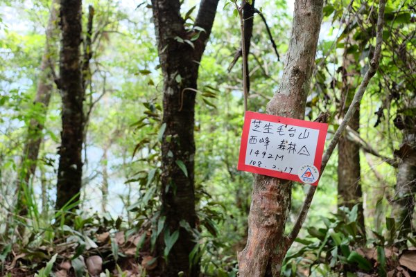 新竹尖石鄉 秀巒上芝生毛台山948670