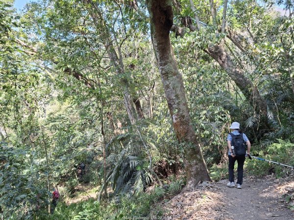 《台中》巨人之手｜雪山坑環線步道202603223021457