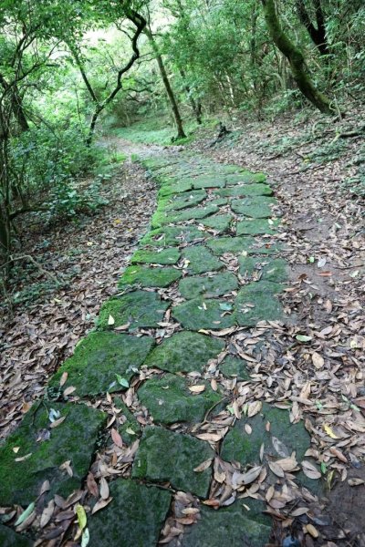 陽明山  菜公坑山 反經石   水車寮步道。林木蓊鬱  豐富的蕨類植披，絕佳避暑古道2174069