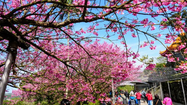 《蝶戀花·天元宮櫻吹雪》2707104