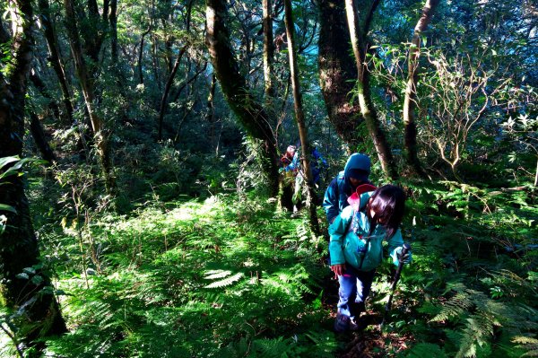 煤源登內鳥嘴山729026