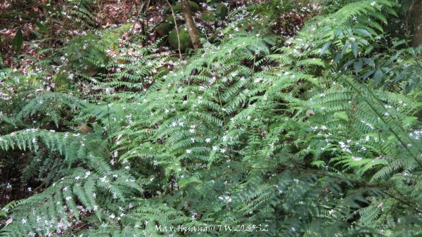 《苗栗》桐花茶園｜四月雪小徑登慈濟山三義山202504272771208