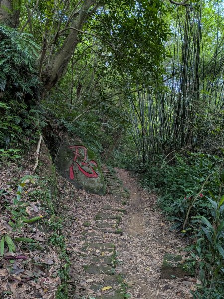2025-05-17 三進三出九五峰 (象山、中華科大、麗山橋)2796892