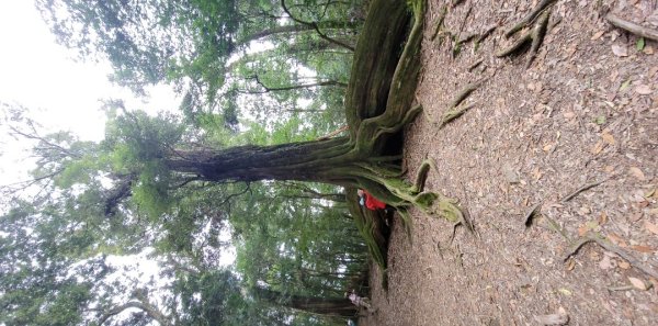 雪見大板根-202502222859817