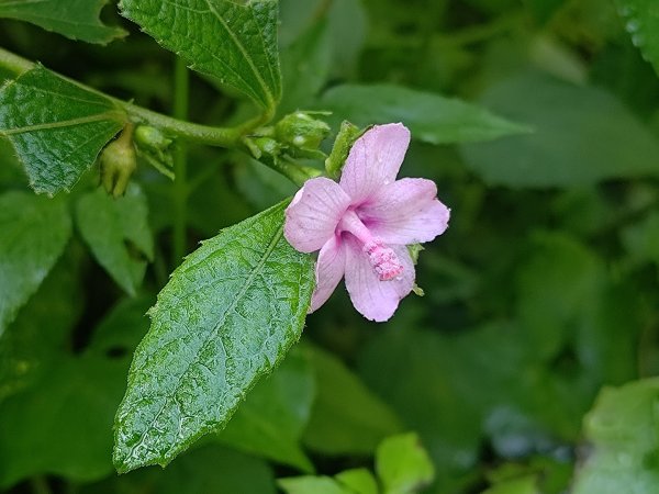 塘湖古道看到的花花草草2593941