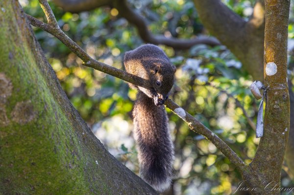 [台北]大崙頭山、碧山巖、忠勇山2746230