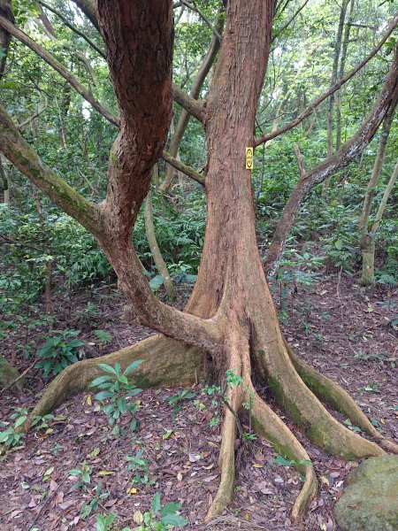 福人登山步道-光復土地公-大北坑2477068