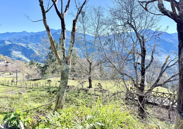 南投仁愛鄉基石巡禮-櫻櫻峰東北峰.清境山.岬山.關頭山北峰  2024.11.112651700