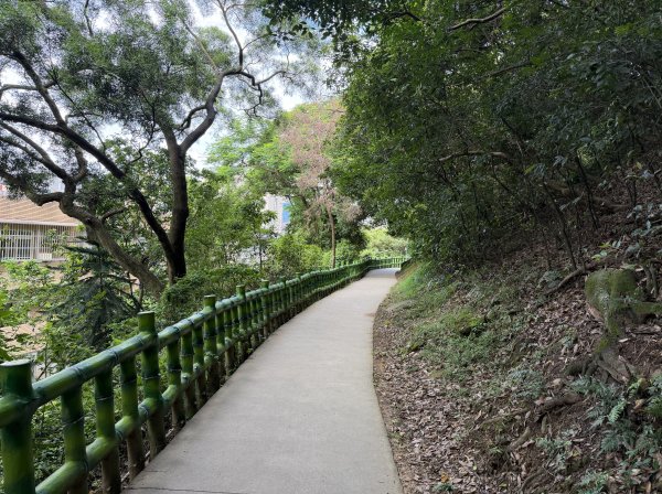 [微笑山線_第二段] 2026_0725 大棟山系_百年大榕樹3101578