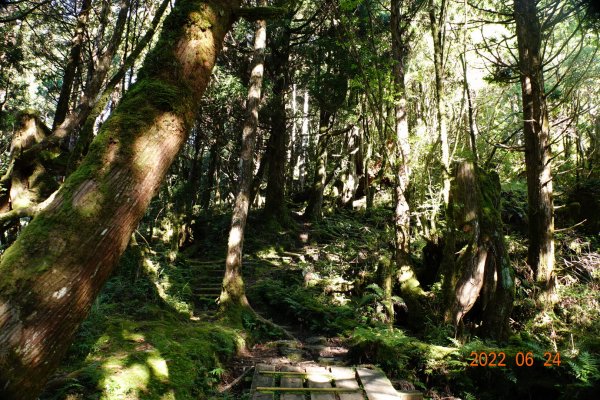 宜蘭 大同 太平山森林遊樂區 鐵杉林自然步道1743707