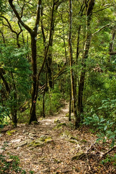 稍來山楓葉林2960876