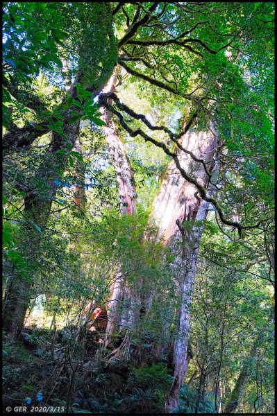 全台最大的紅檜森林 ~ 拉拉山巨木群885542