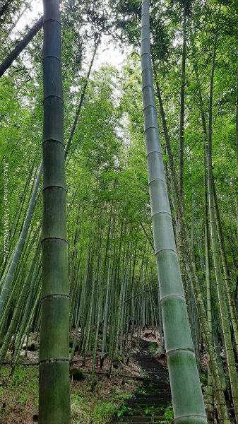 《雲林》望好望角｜石壁山嘉南雲峰步道(中側登山口）202506072805318