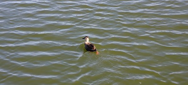2025/11/15-龍昇湖環湖步道2939294