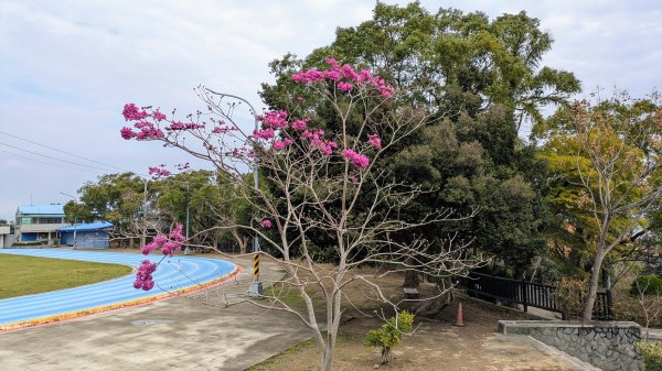 貓貍山.協雲宮,青青草原2701150