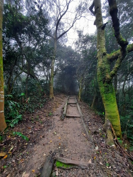 2023/01/23 桃園大棟山(小百岳)，樹林大同山，青龍嶺2003251