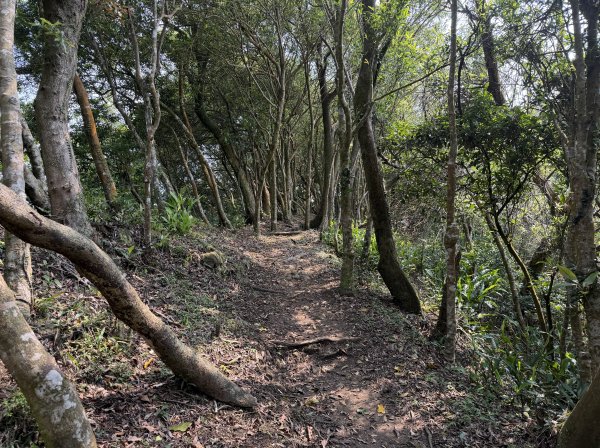 [微笑山線_第八段] 2026_0411 二格山系_炙子頭山3035092