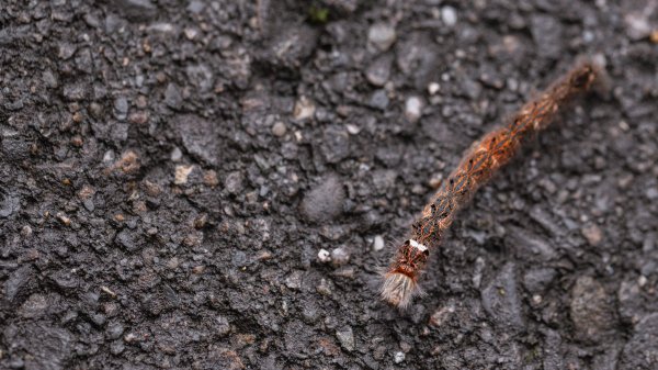 傳說中的「魔神仔洞」| 菁桐古道（汐止段＆平溪段）2721219