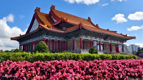 #自由廣場 #大安森林公園 #繡球花 #杜鵑 3/163016262