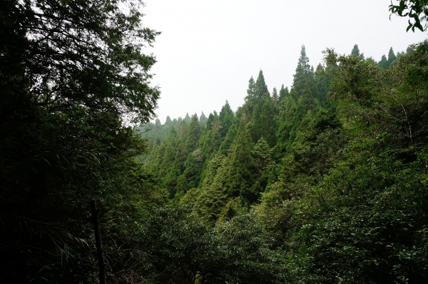 特富野古道90993