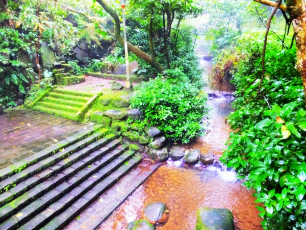 雨櫻虎山溪步道265299