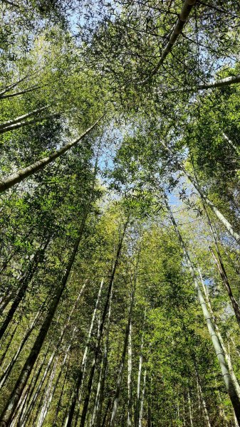 《南投》竹林台灣杉｜溪頭山竹崙山志騰山O繞202302182035814