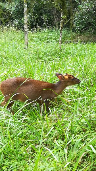 20180707漫步福山植物園380575