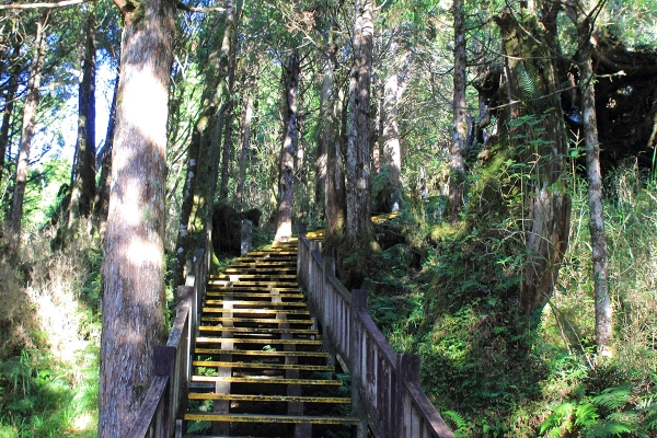 太平山檜木原始林→鐵杉林步道P型261420