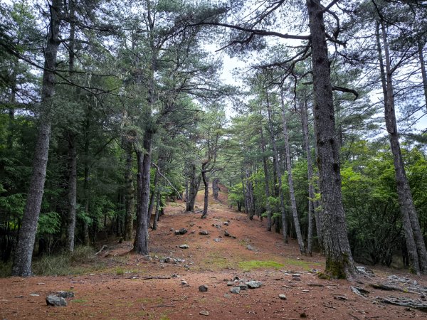 2026-05-23 小雪山防火巷、拾丸山南峰3062352