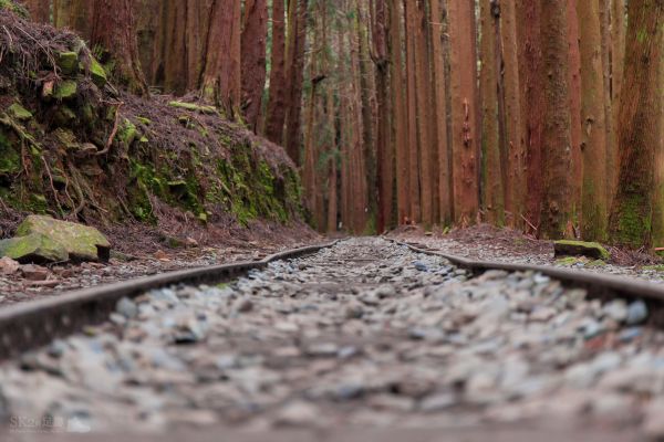 冬 / 鹿林、麟趾、特富野214733