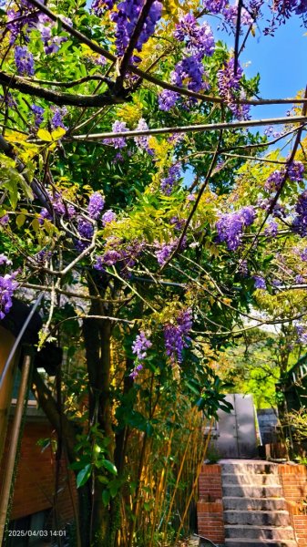 追花是簡單的快樂，賞花是恬淡的幸褔 4/32751461