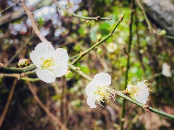 1140101元旦爬山趣2680841