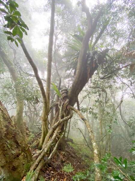 霧雨濛濛南橫玉穗山行 2021181233448