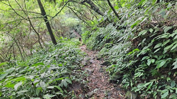 20240305坪頂古圳-登峰圳-內雙溪古道-瑪礁古道-大崎頭步道O繞2447221