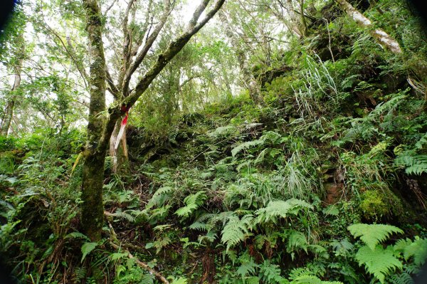 宜蘭 大同 見晴山2890620