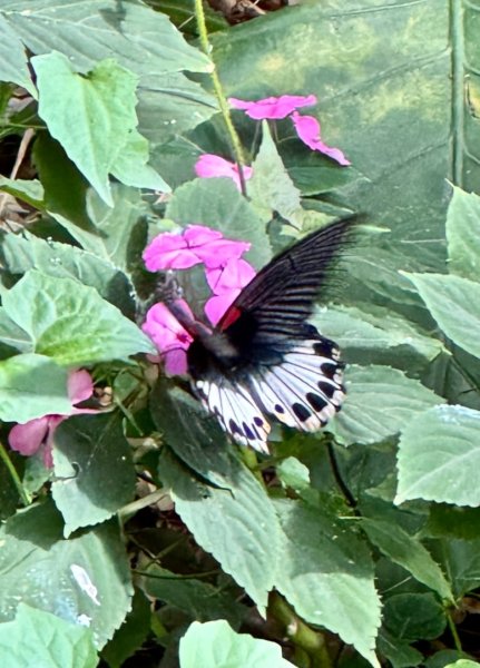 隴頂古道走萬里長城四百坎2672469