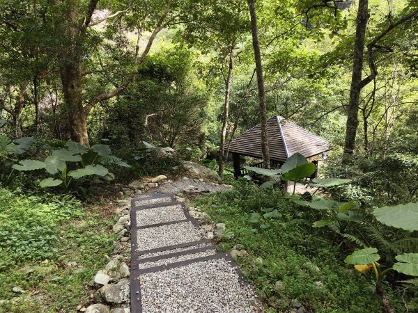 [百山百鳥尋旅-07/15] 2025_0831 八仙山國家森林遊樂區步道群2875972