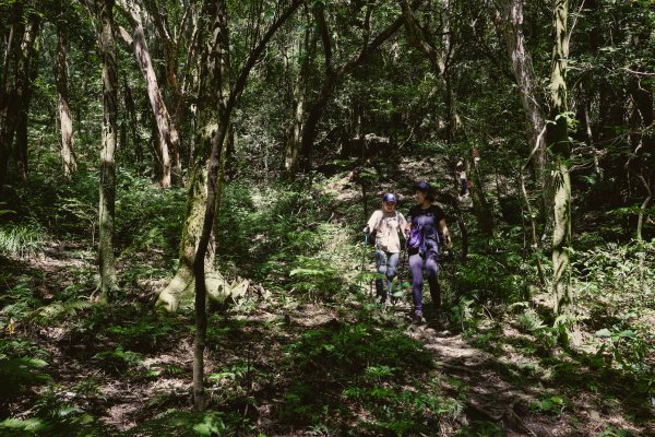 桃園復興區 處暑‧北插天山岩戶線2868421