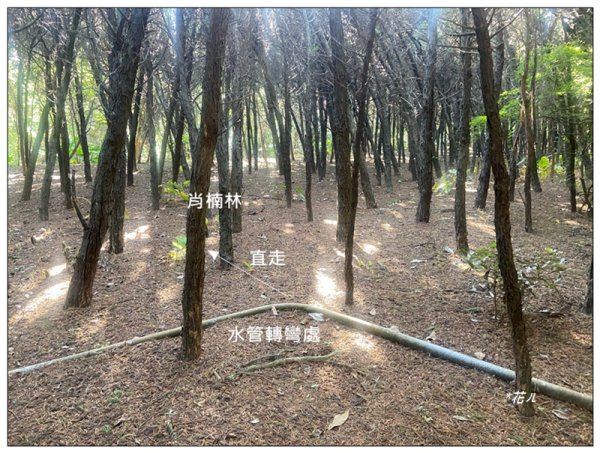 乞食崙 ( 台中/大肚山 )2937416