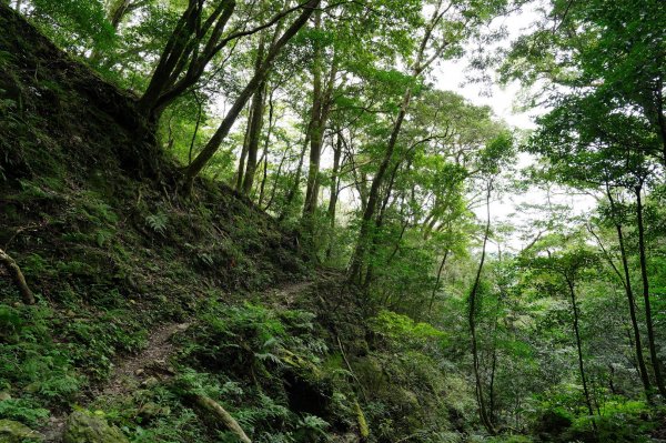 桃園 復興 赫威山、多崖山、北插天山2329017