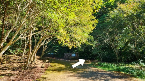 【中級山】插天山的奇幻世界，赫威山，赫威神木群步道2741338