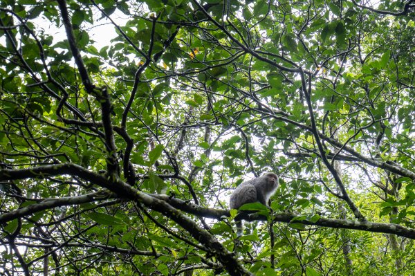 依舊白牆的抹茶山867799