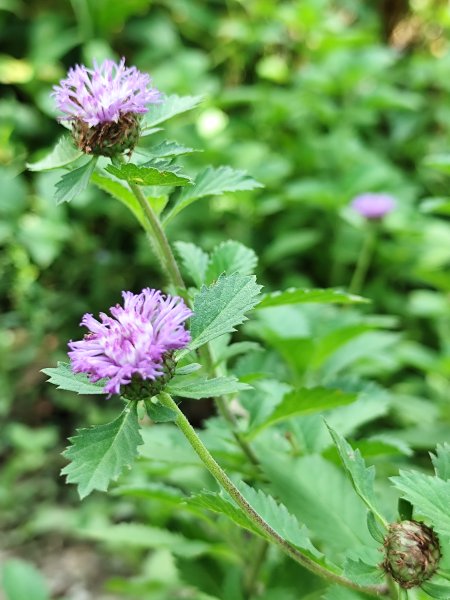 大安森林公園、港墘公園、文德三號公園【走路趣尋寶】【臺北健走趣】2549696