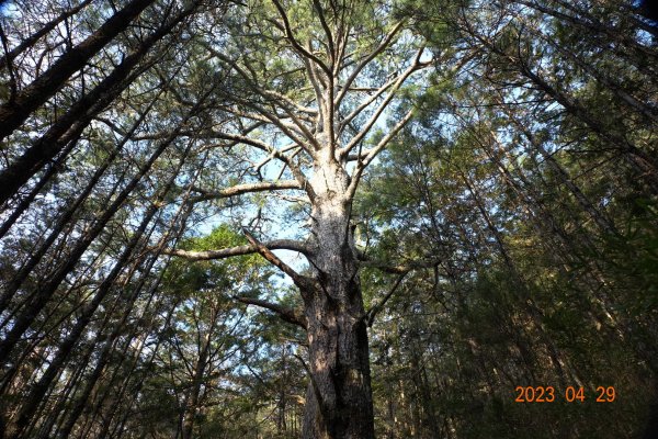 南投 仁愛 武法奈尾山2133729